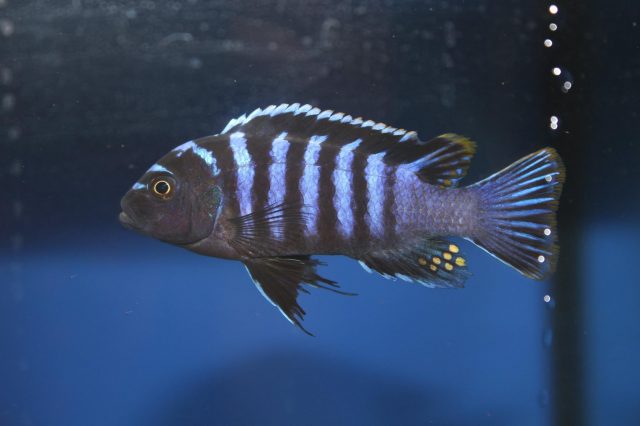 Cynotilapia zebroides