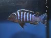 Cynotilapia zebroides