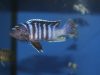 Cynotilapia zebroides (samec)