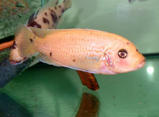 Metriaclima zebra Luhuchi Rock (O samice)