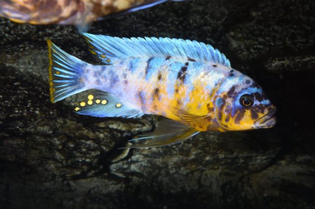 Metriaclima fainzilberi Lupingu (MC samec)
