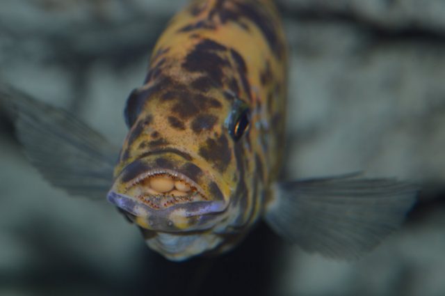 Metriaclima fainzilberi Lupingu (OB samice)