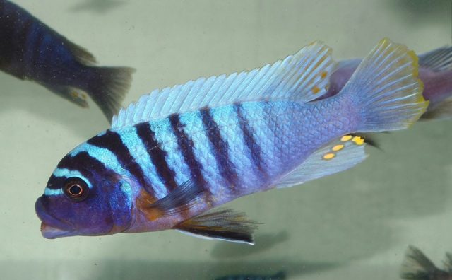 Metriaclima fainzilberi