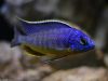 Protomelas sp. ,steveni imperial‘