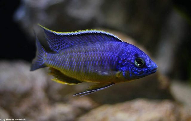 Protomelas sp. ,steveni imperial&#8216;