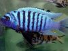 Metriaclima zebra (4)