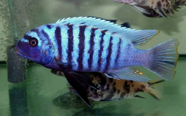Metriaclima zebra (4)