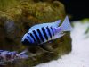 Metriaclima zebra Makonde (samec)