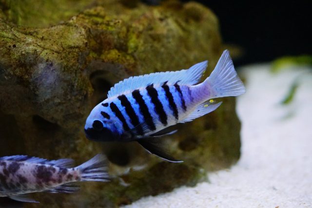 Metriaclima zebra Makonde (samec)