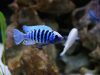 Metriaclima zebra (6)