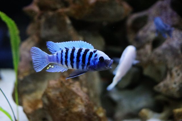 Metriaclima zebra (6)