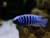 Metriaclima zebra Makonde (samec)