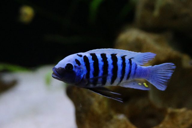 Metriaclima zebra Makonde (samec)