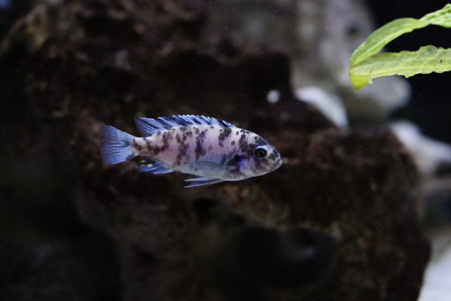 Metriaclima zebra Makonde (OB samice)