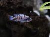 Metriaclima zebra Makonde (OB samice)