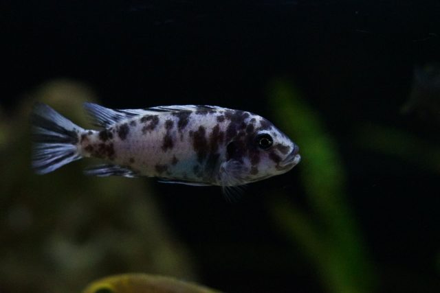 Metriaclima zebra Makonde (OB samice)