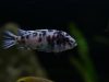 Metriaclima zebra Makonde (OB samice)