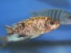 Tropheops microstoma Masasa Reef (samice OB)