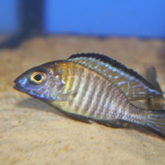 Aulonocara sp. ‚chitande type‘