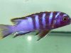 Labidochromis sp. ‚mbamba‘