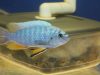 Labeotropheus fuelleborni Mbenji (samec)