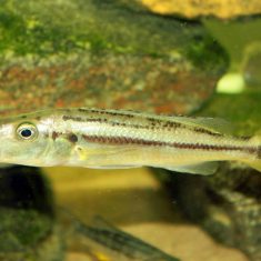 Rhamphochromis bravis
