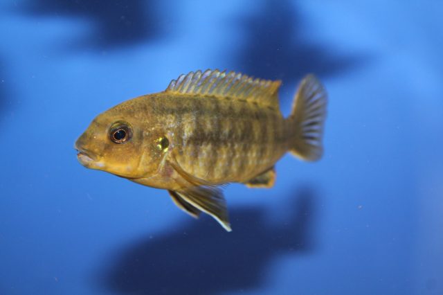 Labidochromis mbenjii