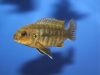Labidochromis mbenjii