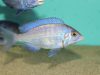 Placidochromis phenochilus (samice)