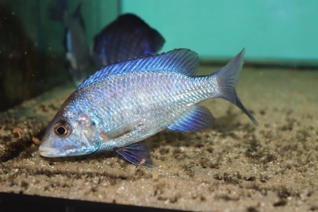 Placidochromis phenochilus (samice)