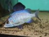 Placidochromis phenochilus (samice)