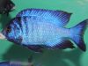 Placidochromis phenochilus