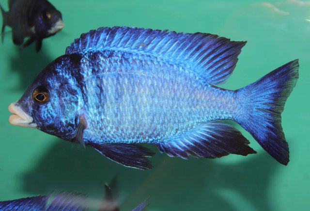 Placidochromis phenochilus