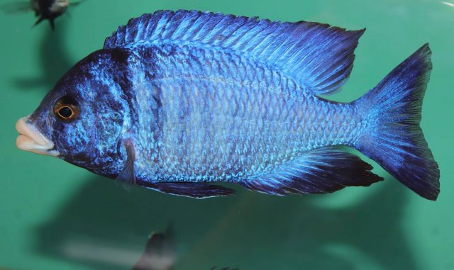 Placidochromis phenochilus (samec)