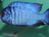 Placidochromis phenochilus (samec)