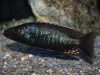 Stigmatochromis melanchros (samec)