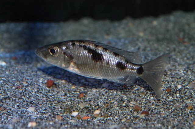 Stigmatochromis melanchros (samice)