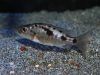 Stigmatochromis melanchros (samice)