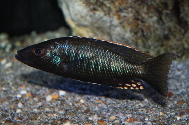Stigmatochromis melanchros (samec)