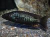 Stigmatochromis melanchros (samec)
