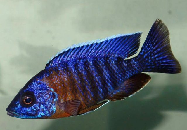 Aulonocara stuartgranti Minos Reef (samec)
