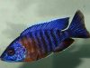 Aulonocara stuartgranti Minos Reef (samec)