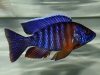 Aulonocara stuartgranti Minos Reef (samec)