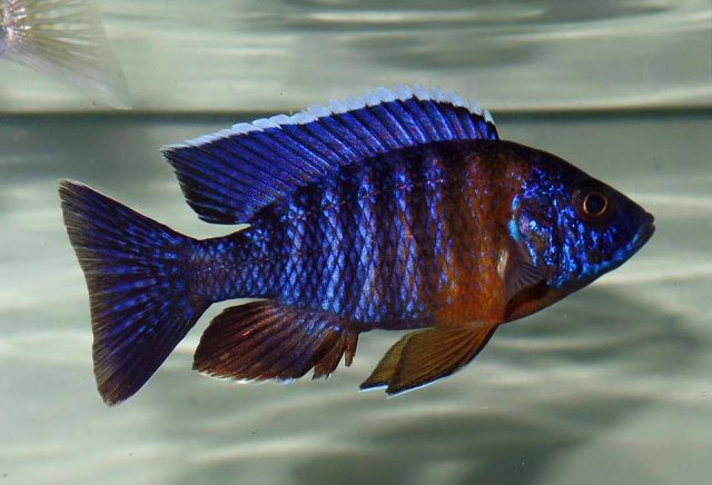 Aulonocara stuartgranti Minos Reef (samec)