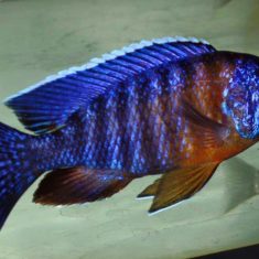 Aulonocara stuartgranti