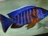 Aulonocara stuartgranti