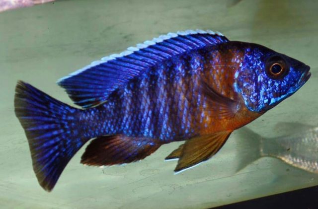 Aulonocara stuartgranti
