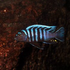 Chindongo minutus