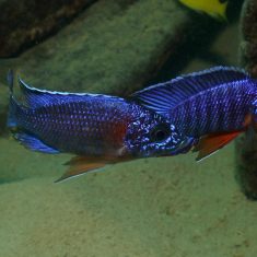 Aulonocara stuartgranti