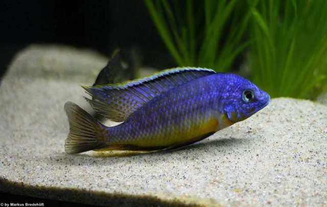 Protomelas sp. ,steveni imperial' Gome Rock (samec)